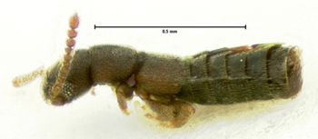 Media type: image;   Entomology 6572 Aspect: habitus lateral view